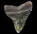 Bargain, Megalodon Tooth - North Carolina #80820-2